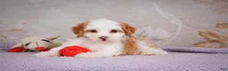 Mini Bernedoodle dogs for sale: Betty - Ad 7