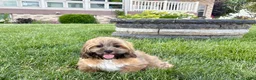 Lhasa Apso dogs for sale: Gloria - Ad 4