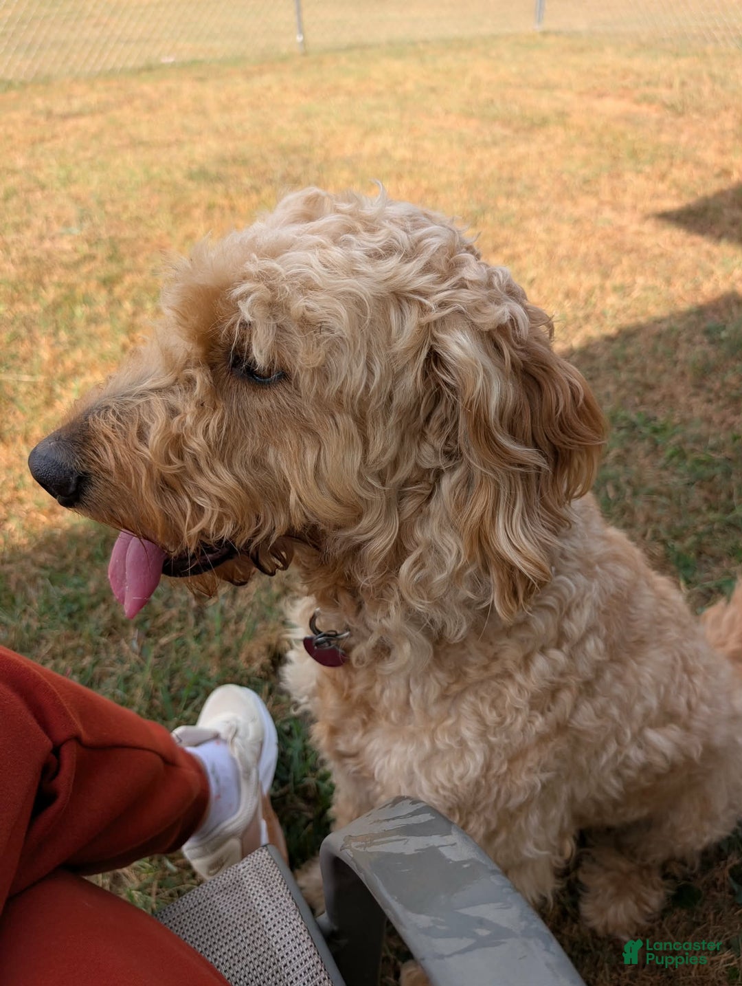 Mixed Breed dogs for sale: Milan Goldendoodle puppy - Ad 6