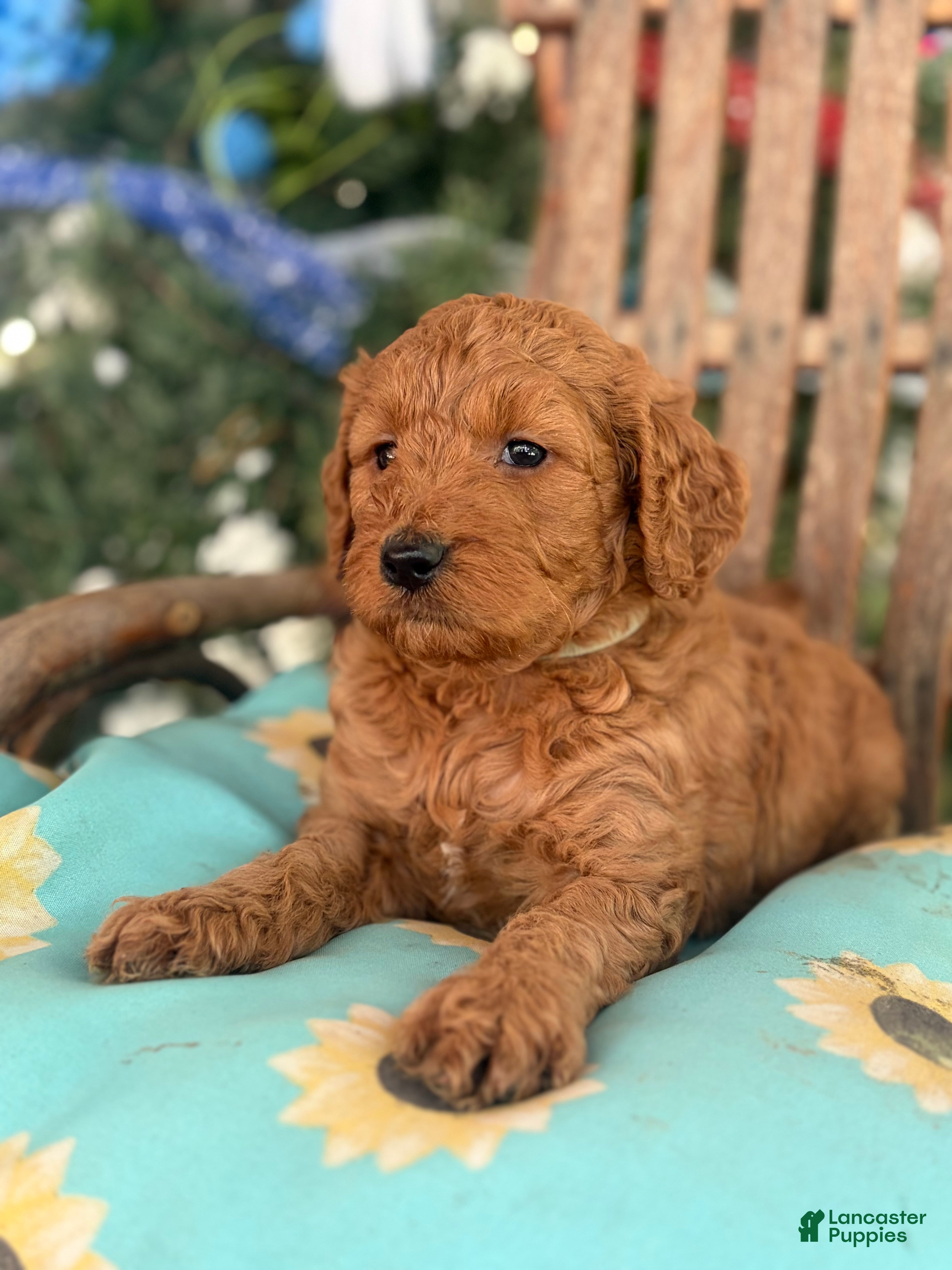 Mini Goldendoodle dogs Tillie - Ad 14
