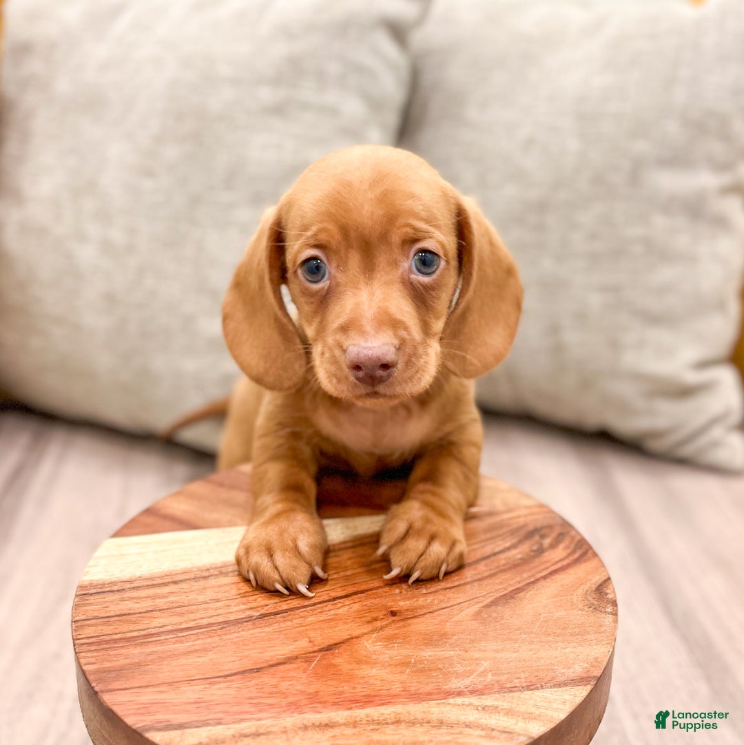 Miniature Dachshund dogs for sale: Duke - Ad 3