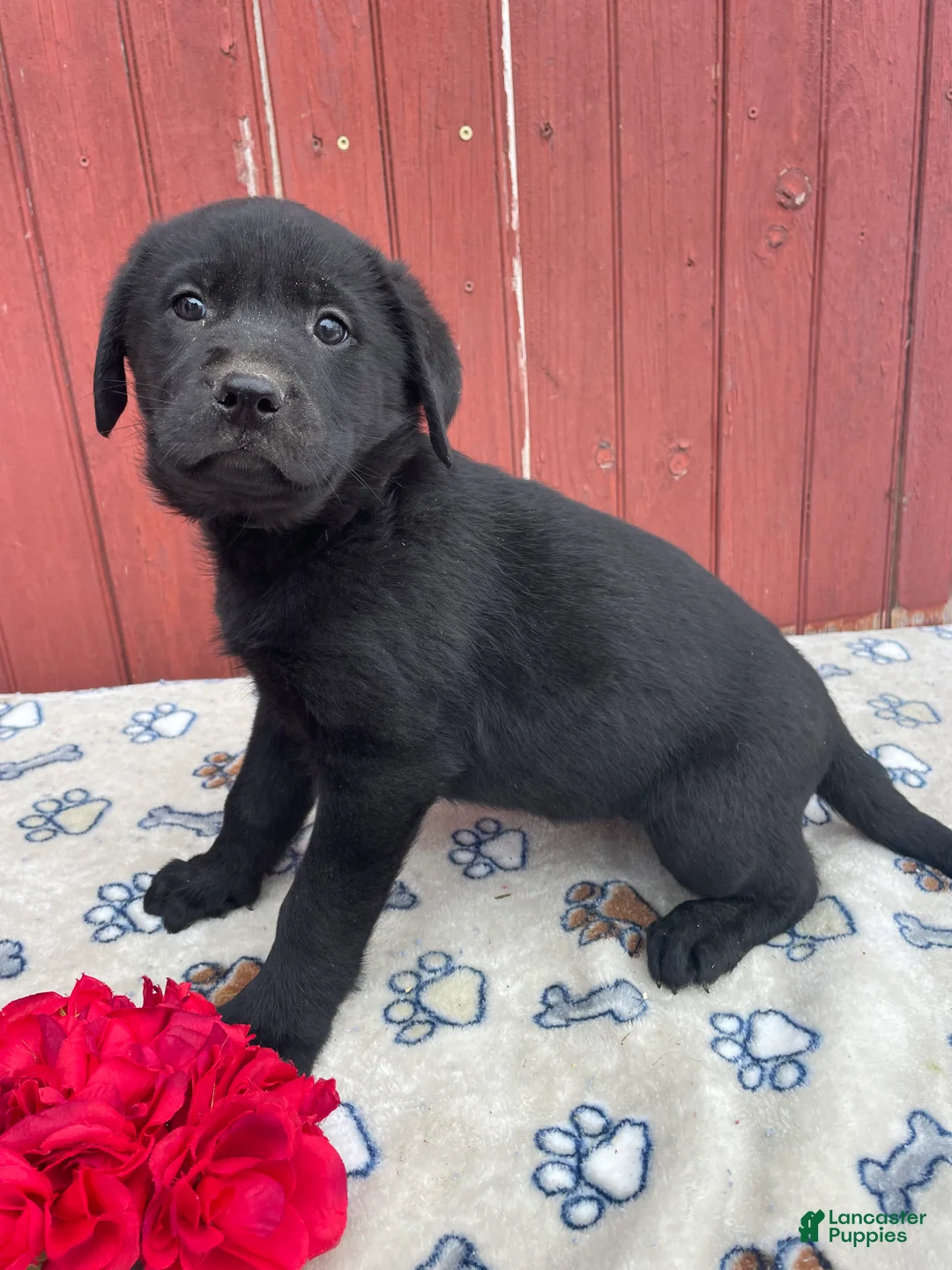 Sheprador dogs for sale: Athena - Ad 2