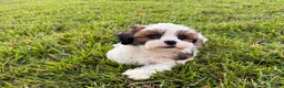 Malshi dogs for sale: Malshi 2 - Ad 3