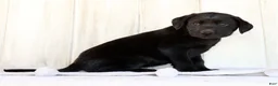 Labrador Retriever dogs for sale: Ricky - Ad 2