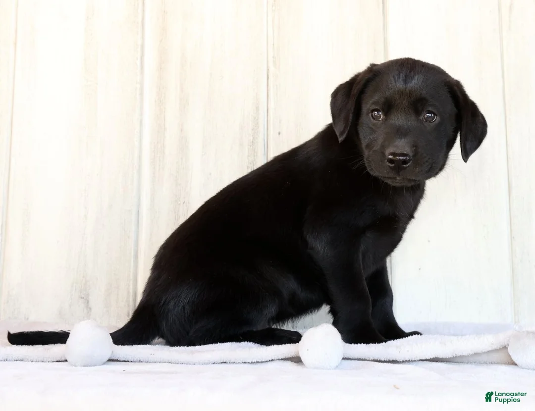Labrador Retriever dogs for sale: Ricky - Ad 2