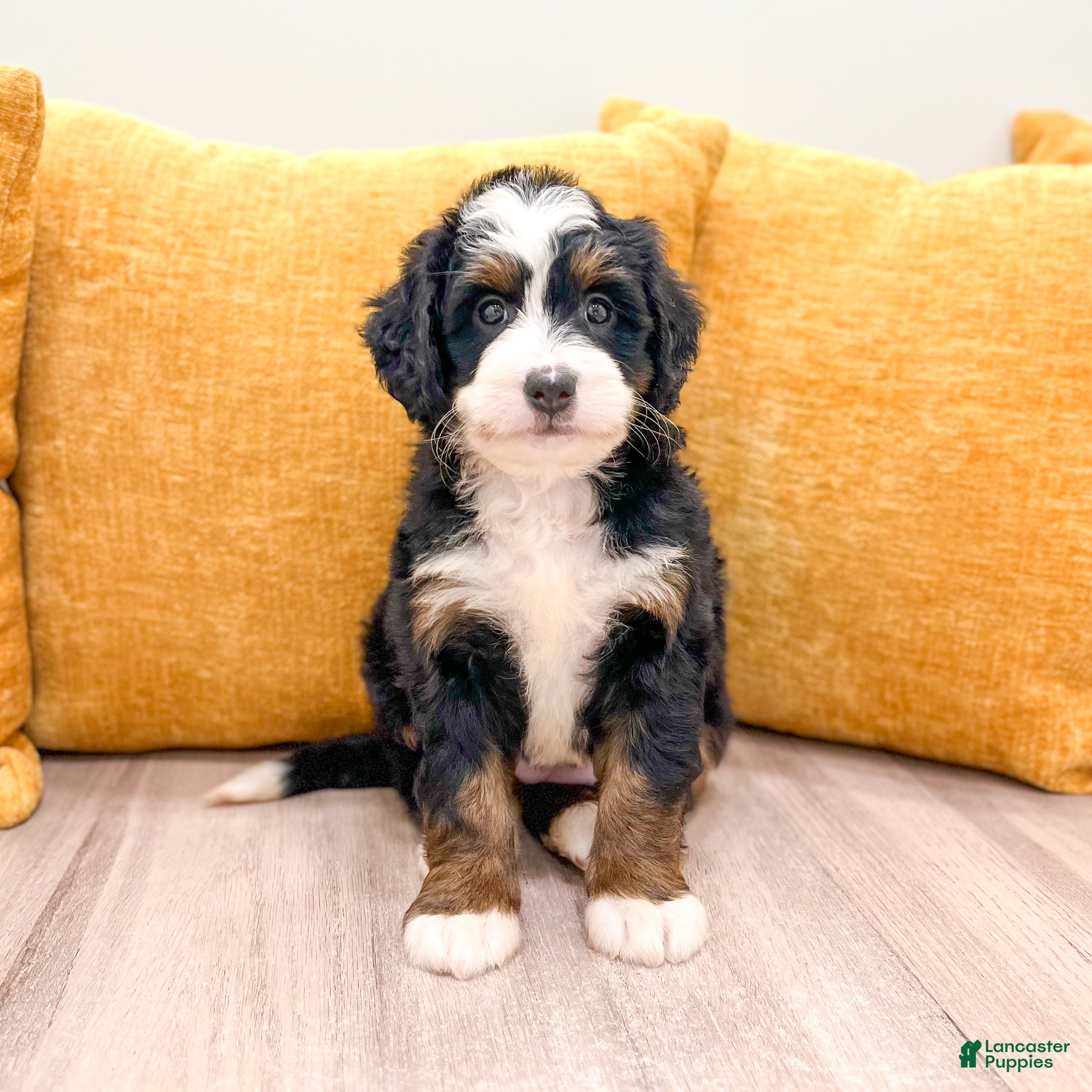 Mini Bernedoodle dogs Skye - Ad 2