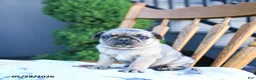 Pug dogs for sale: Lucy - Ad 3