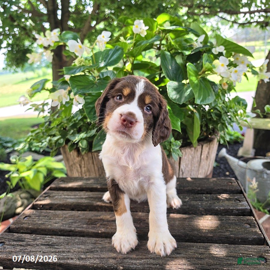 English Springer Spaniel dogs Ember - Ad 2
