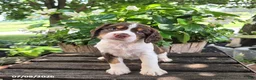 English Springer Spaniel dogs for sale: Ember - Ad 2