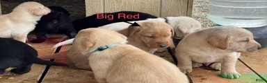 Big red 