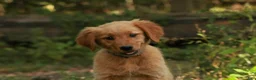 Golden Retriever dogs for sale: Amy Golden Retriever  - Ad 7