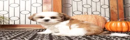 Shih Tzu dogs for sale: Clove - ACA Shih Tzu - Ad 4