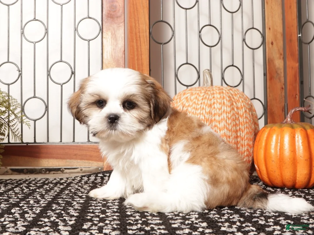 Shih Tzu dogs for sale: Clove - ACA Shih Tzu - Ad 4