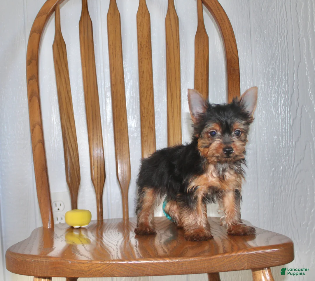 Yorkshire Terrier dogs for sale: Champ - Ad 2