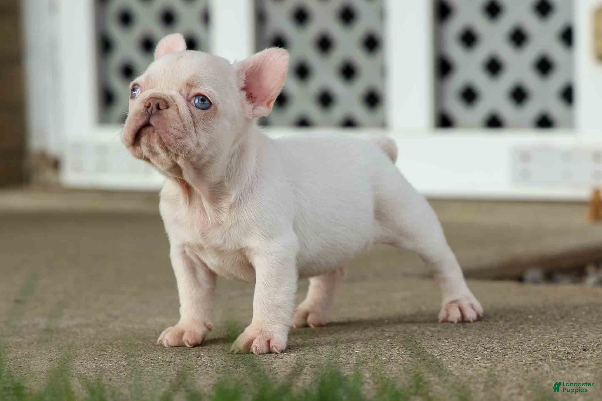 French Bulldog dogs  Rosa💖 - Ad 1