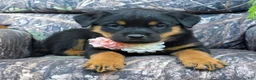 Rottweiler dogs for sale: Zoey - Ad 4