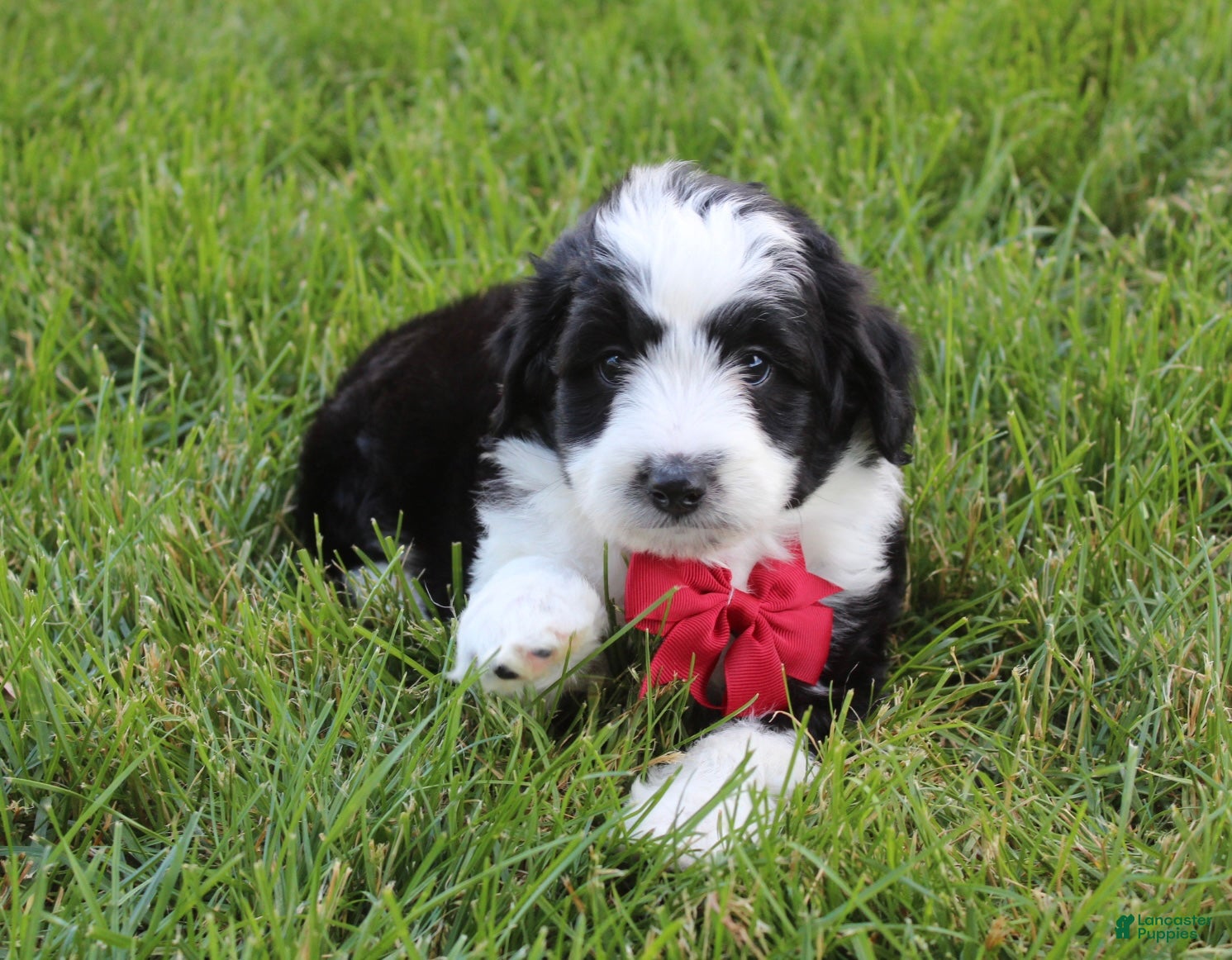 Mini Aussiedoodle dogs Jasper 💎 - Ad 2