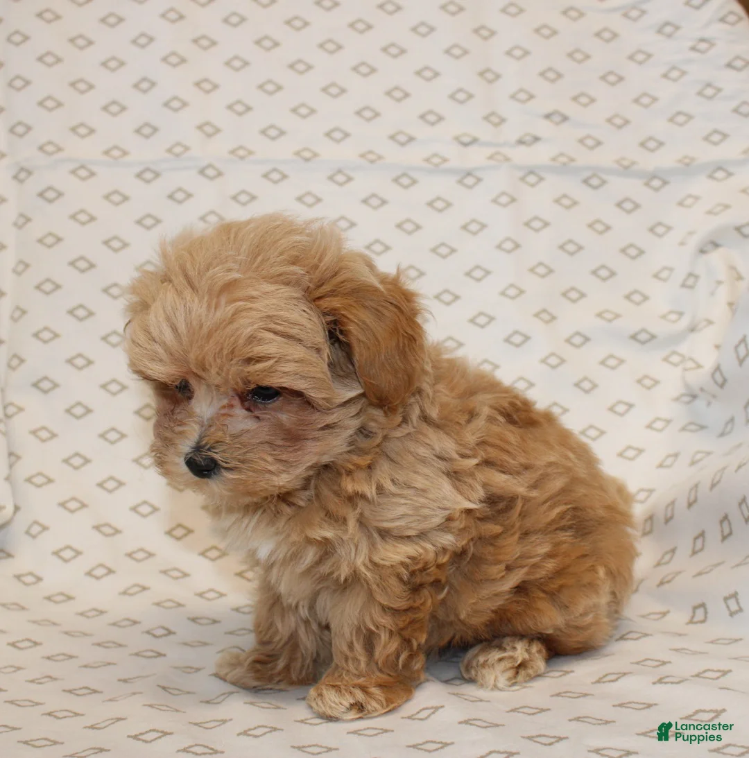 Maltipoo dogs for sale: Markie - Ad 2