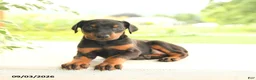 Doberman Pinscher dogs for sale: Ava  - Ad 4