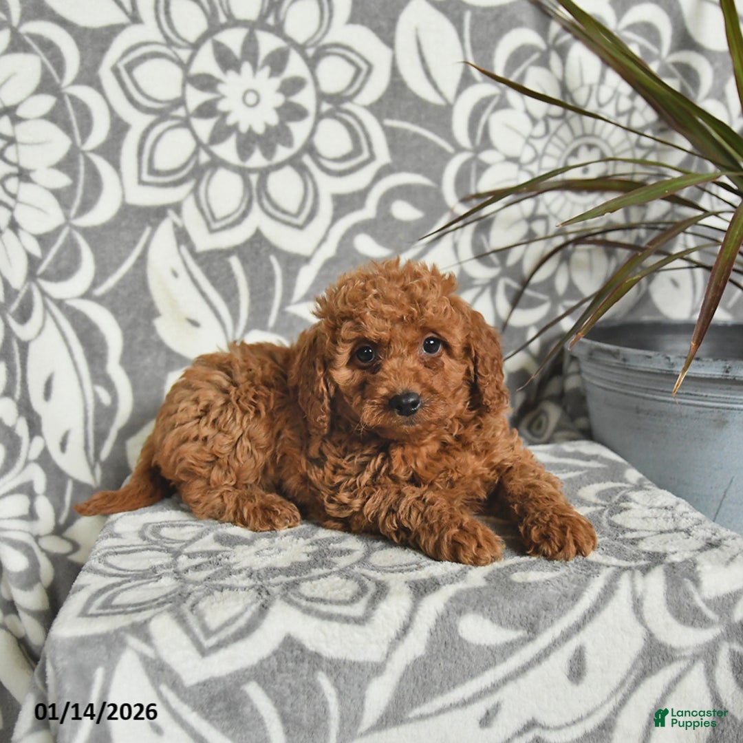 Mini Goldendoodle dogs for sale: Remy - Ad 2