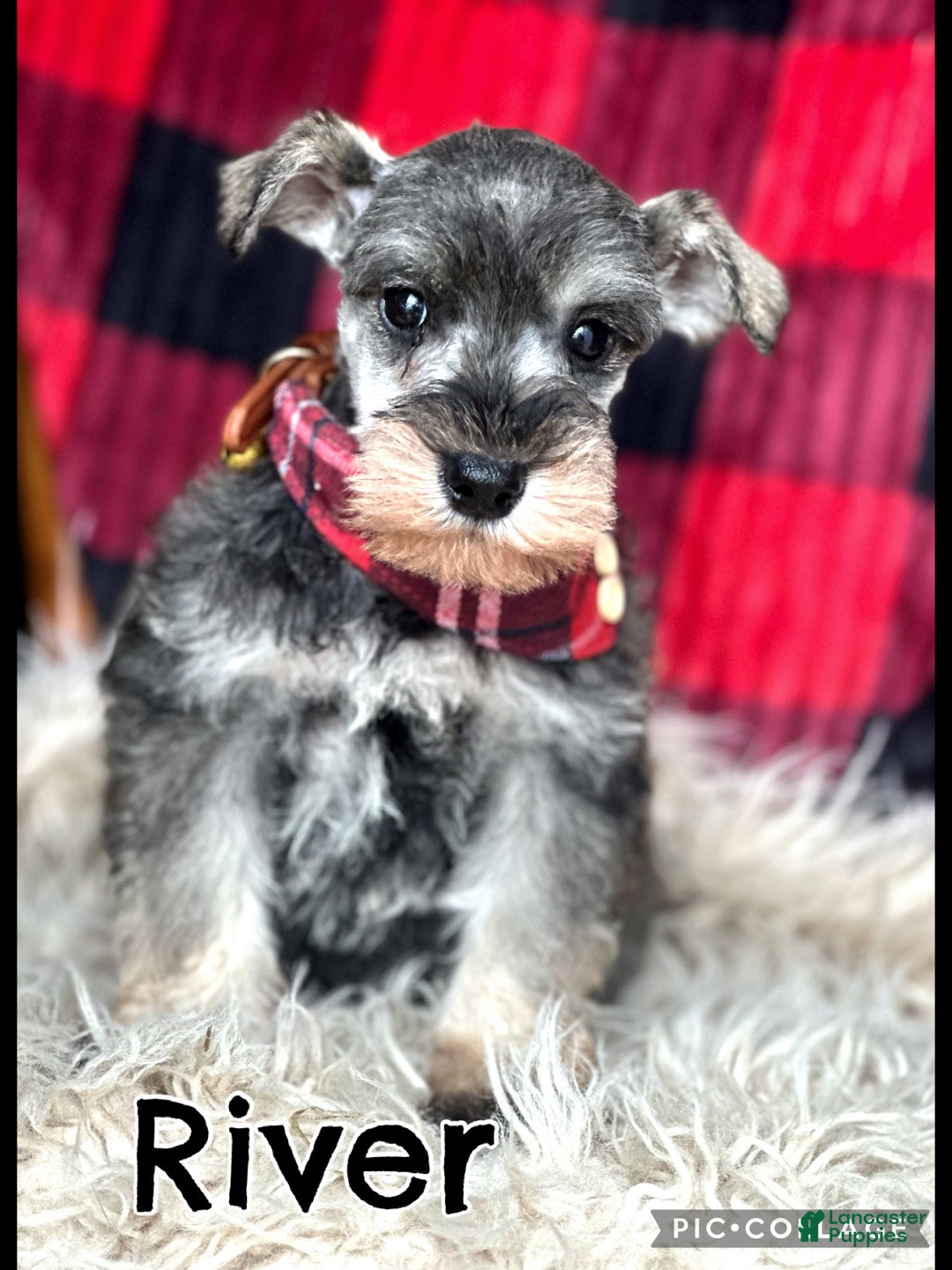 Miniature Schnauzer dogs for sale: River  - Ad 3