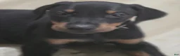 Doberman Pinscher dogs for sale: Doberman Pinscher 1 - Ad 2