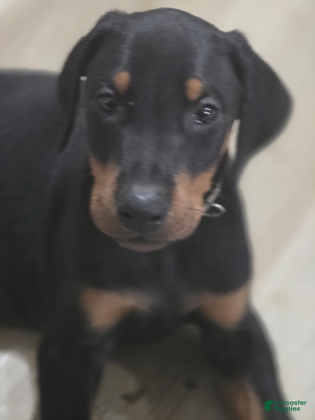Doberman Pinscher dogs for sale: Doberman Pinscher 1 - Ad 2