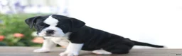 Beabull dogs for sale: Daisy - Ad 2