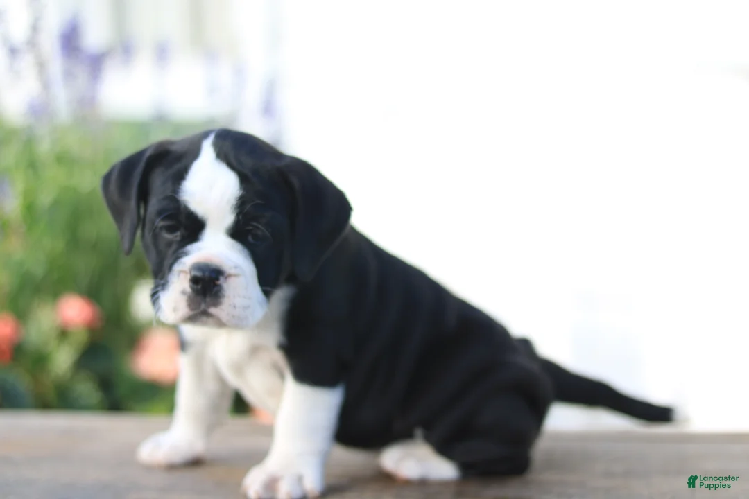 Beabull dogs for sale: Daisy - Ad 2