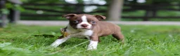 Boston Terrier dogs for sale: Jewel - Ad 6