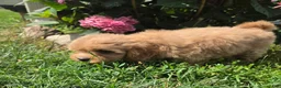 Shihpoo dogs for sale: Willa - Ad 6