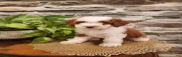 Mini Bernedoodle dogs for sale: EMMA - FEMALE Mini Bernedoodle 2 - Ad 13