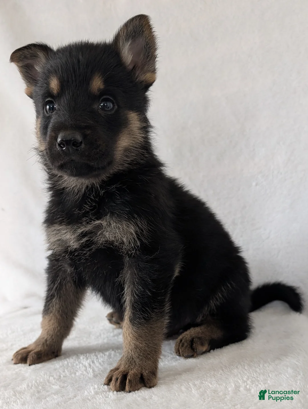 German Shepherd dogs for sale: Ryder  - Ad 7