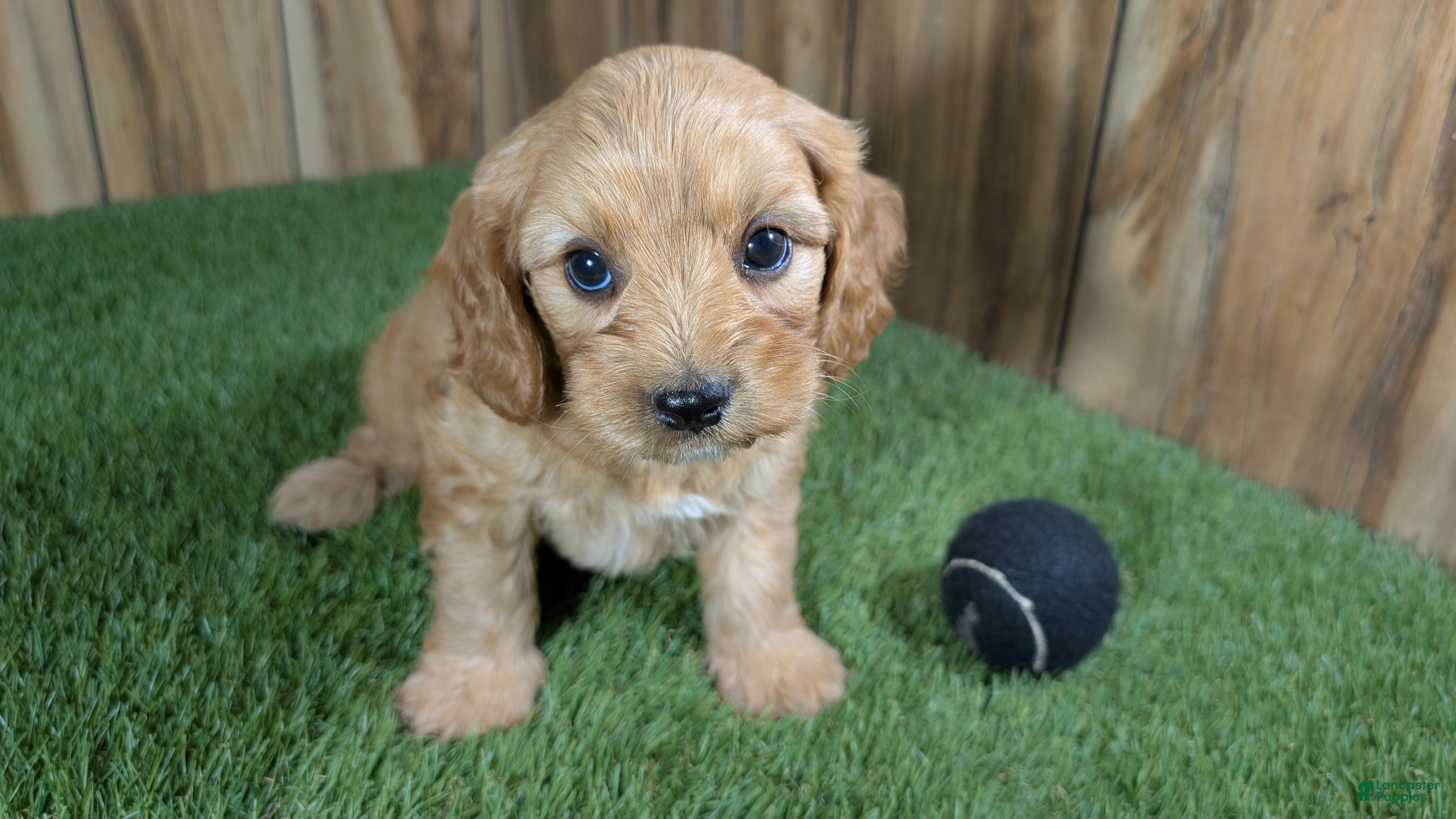 Cavapoo dogs Jazzy Boy 4 - Ad 1