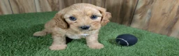 Cavapoo dogs for sale: Jazzy Boy 4 - Ad 1