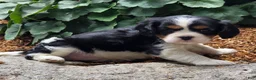 Cavalier King Charles Spaniel dogs for sale: Peony - Ad 5