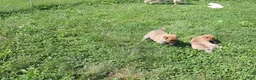 Shiba Inu dogs for sale: Chili - Ad 9