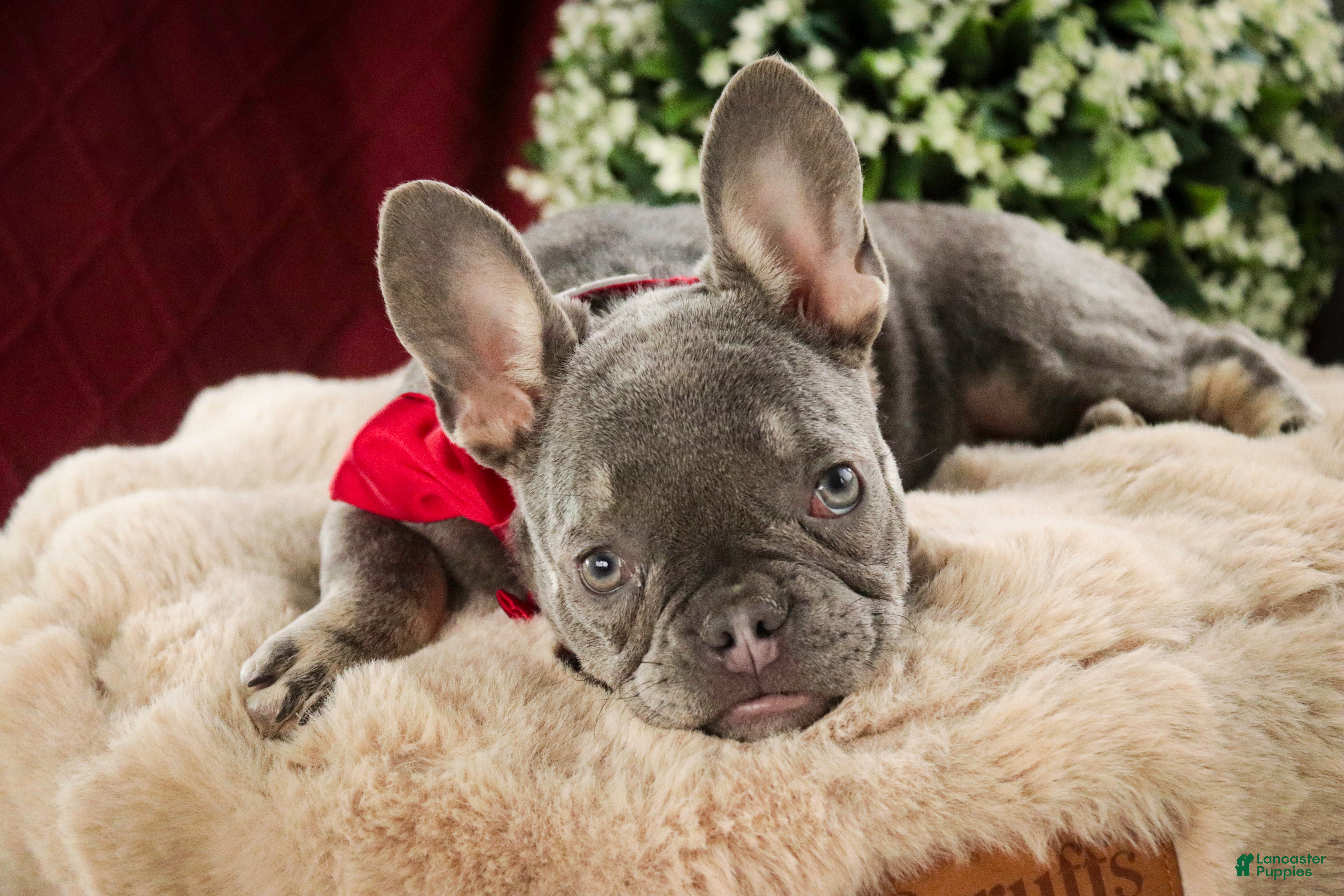 French Bulldog dogs Gretta - Ad 35