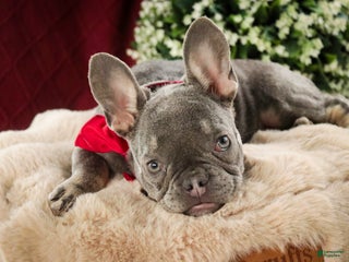 French Bulldog dogs Gretta - Ad 35