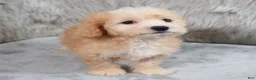 Mini Goldendoodle dogs for sale: Archie ID: 3858 - Ad 7