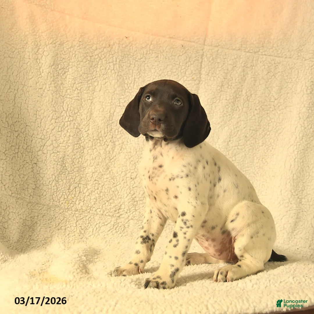 German Shorthaired Pointer dogs for sale: Maisy  - Ad 5