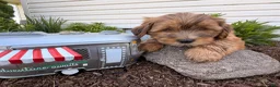 Shorkie dogs for sale: Pinch  - Ad 5