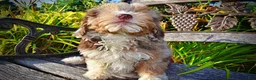 Havapoo dogs for sale: Elektra - Ad 12