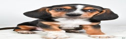 Beagle dogs for sale: Anthony - Ad 4