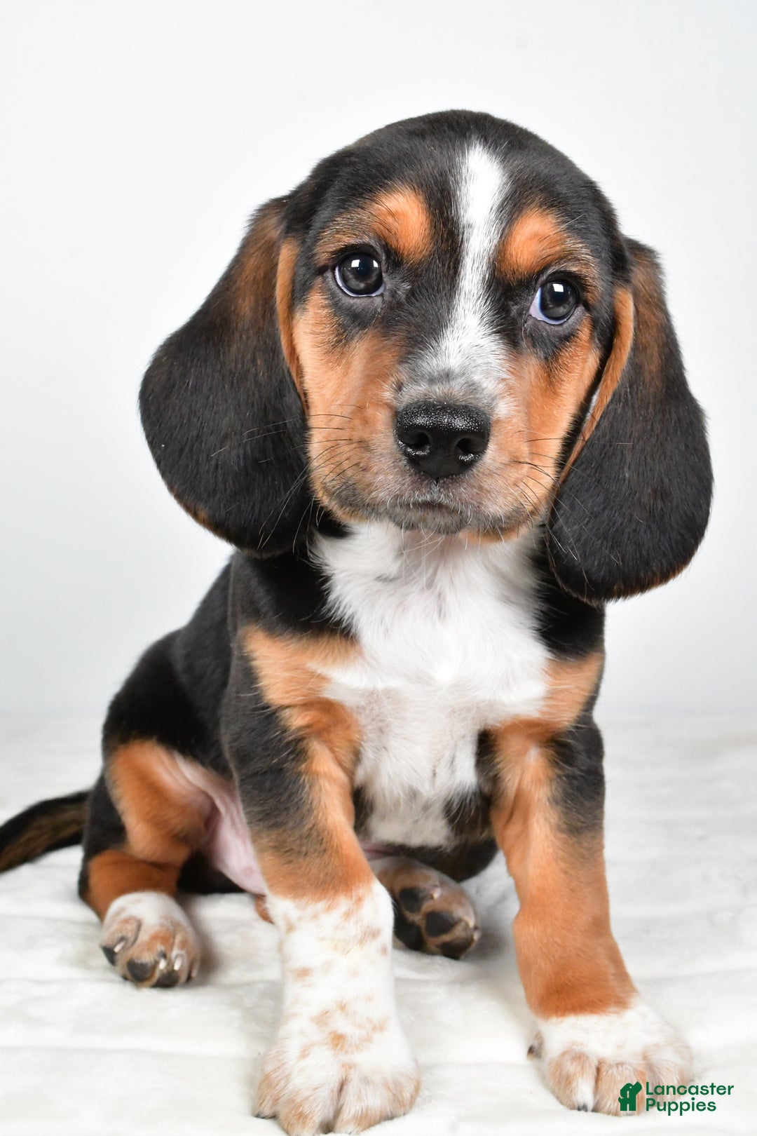 Beagle dogs for sale: Anthony - Ad 4