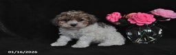 Miniature Poodle dogs for sale: Lucy - Ad 2
