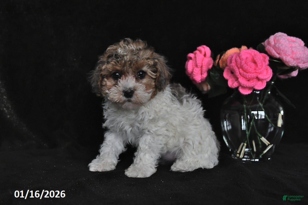 Miniature Poodle dogs for sale: Lucy - Ad 2