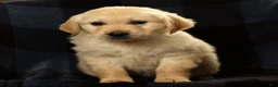 Golden Retriever dogs for sale: Sarge - Ad 8