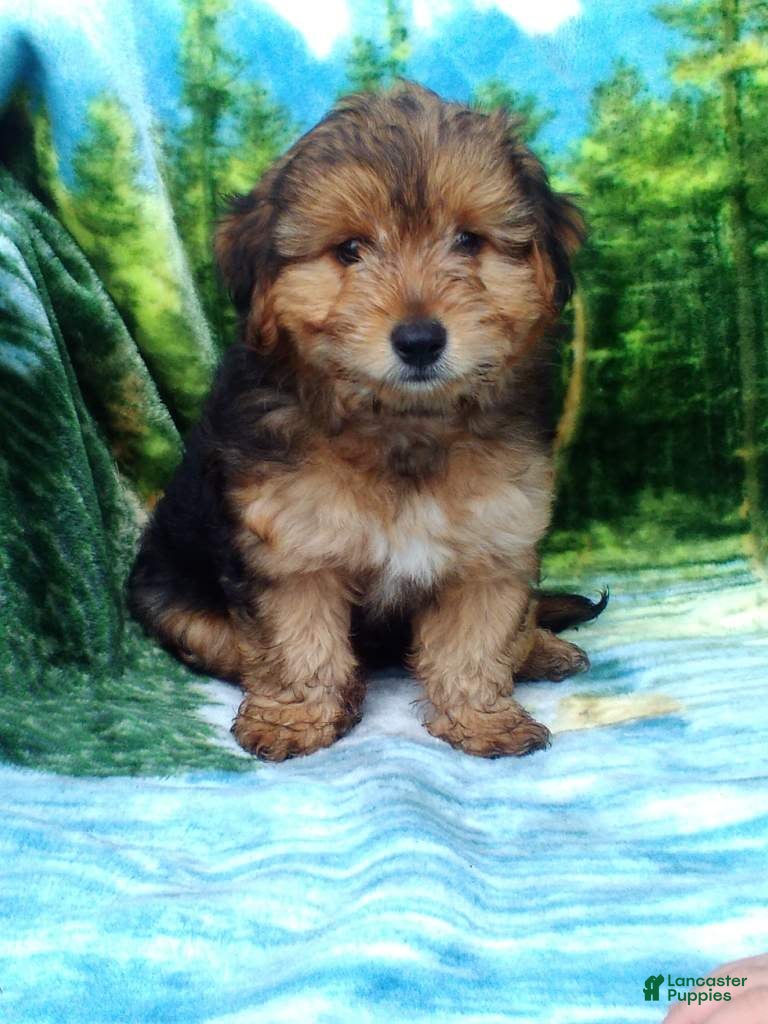 Yorkiepoo dogs Rubble - Ad 1