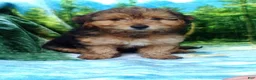 Yorkiepoo dogs for sale: Rubble - Ad 1